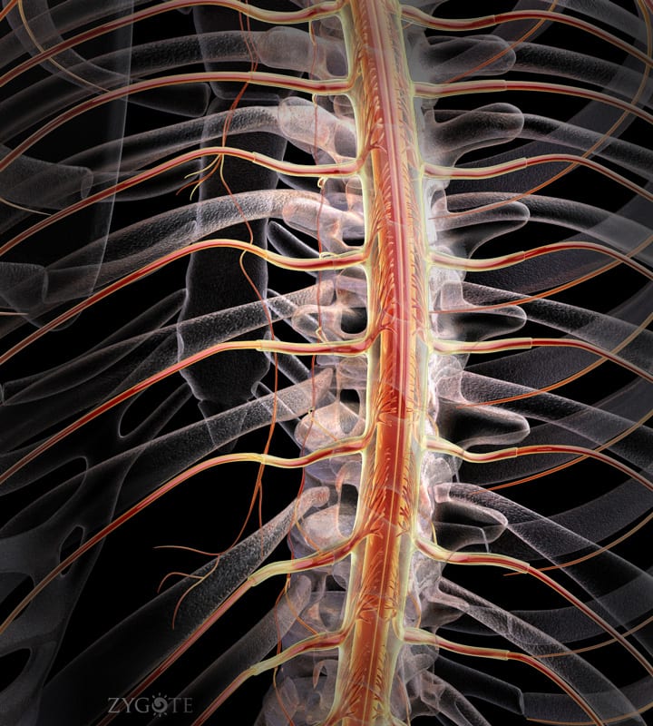 Spinal Nerves Waving Inside