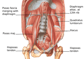 The Iliopsoas: The Irresistible Center of Existence!